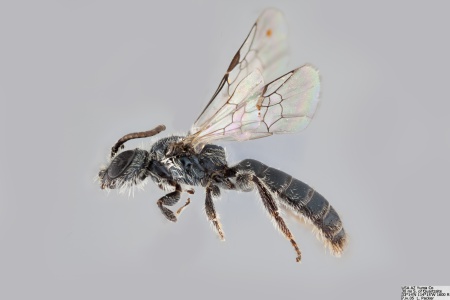 [Conanthalictus caerulescens male (lateral/side view) thumbnail]